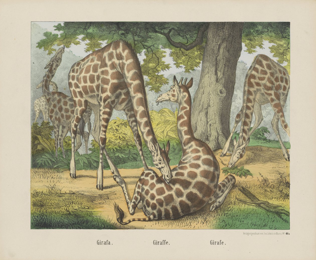 Girafa./ 长颈鹿。/ Girafe（物品上的标题） 作者 约瑟夫·舒尔茨公司