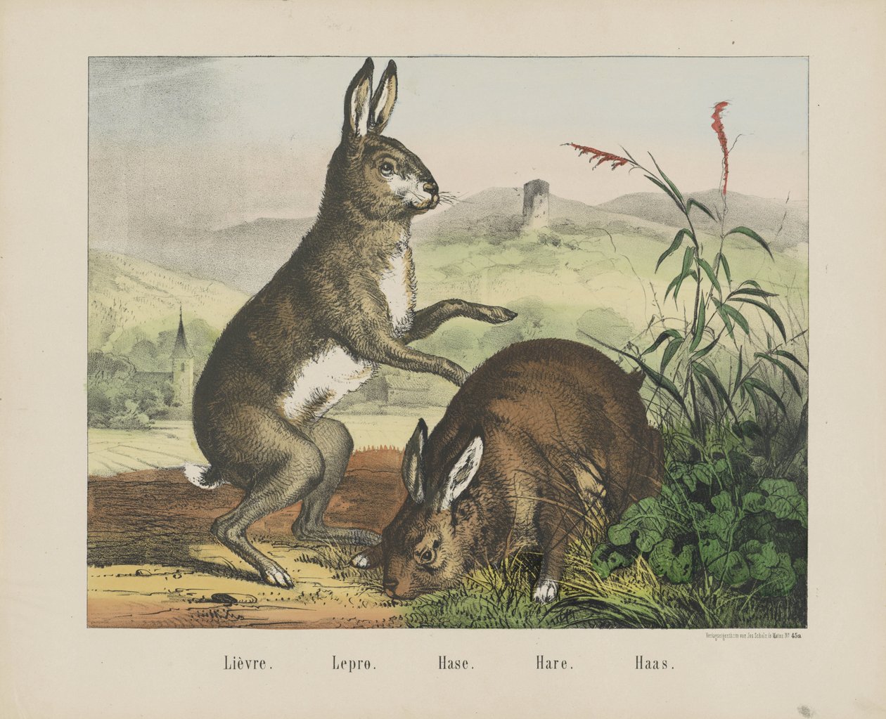 Hare / Lepro/ Hase / Hare / Haas（标题在实物上） 作者 约瑟夫·舒尔茨公司