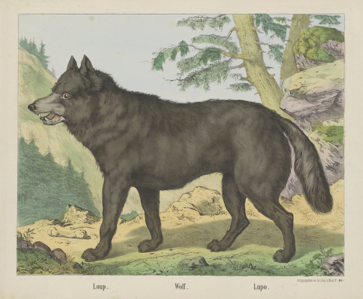 Loup./ 狼。/ Lupo（物品上的标题） 作者 约瑟夫·舒尔茨公司