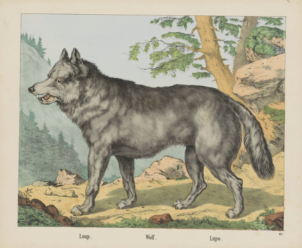 Loup./ 狼。/ Lupo（物品上的标题） 作者 约瑟夫·舒尔茨公司
