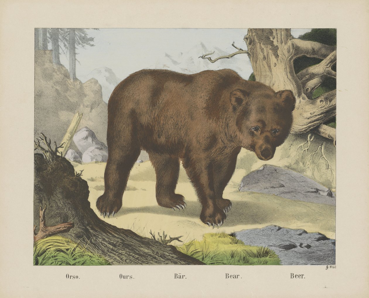 Orso./ Ours./ Bär./ Bear./ 啤酒（物品上的名称） 作者 约瑟夫·舒尔茨公司