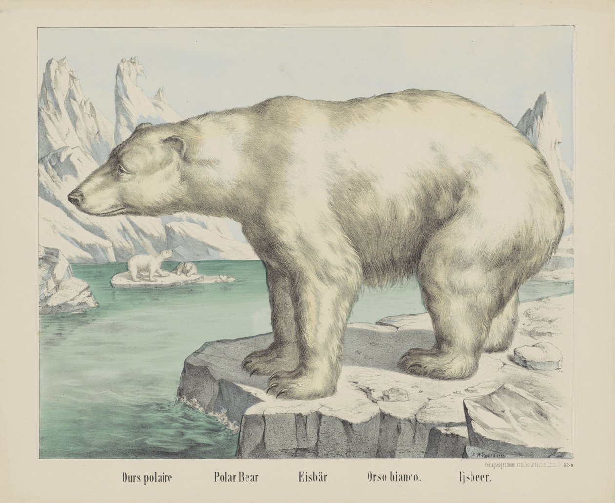 我们的 polaire / 北极熊 / Eisbär / Orso bianco。 / Ijsbeer（对象上的标题） 作者 约瑟夫·舒尔茨公司
