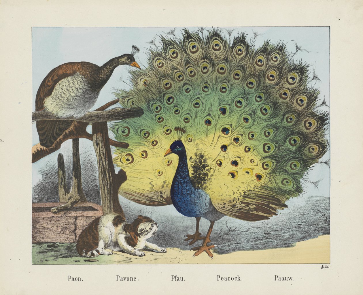 Paon./ Pavone./ Pfau./ 孔雀。/ Paauw（物名） 作者 约瑟夫·舒尔茨公司