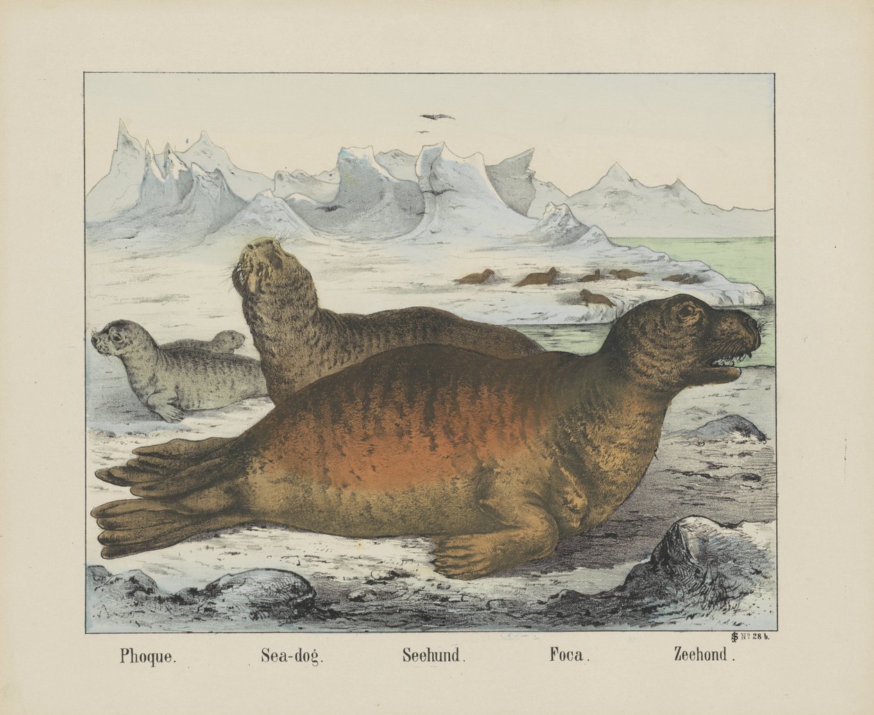 Phoque./ 海狗。/ Seehund./ Foca./ Zeehond（物名） 作者 约瑟夫·舒尔茨公司