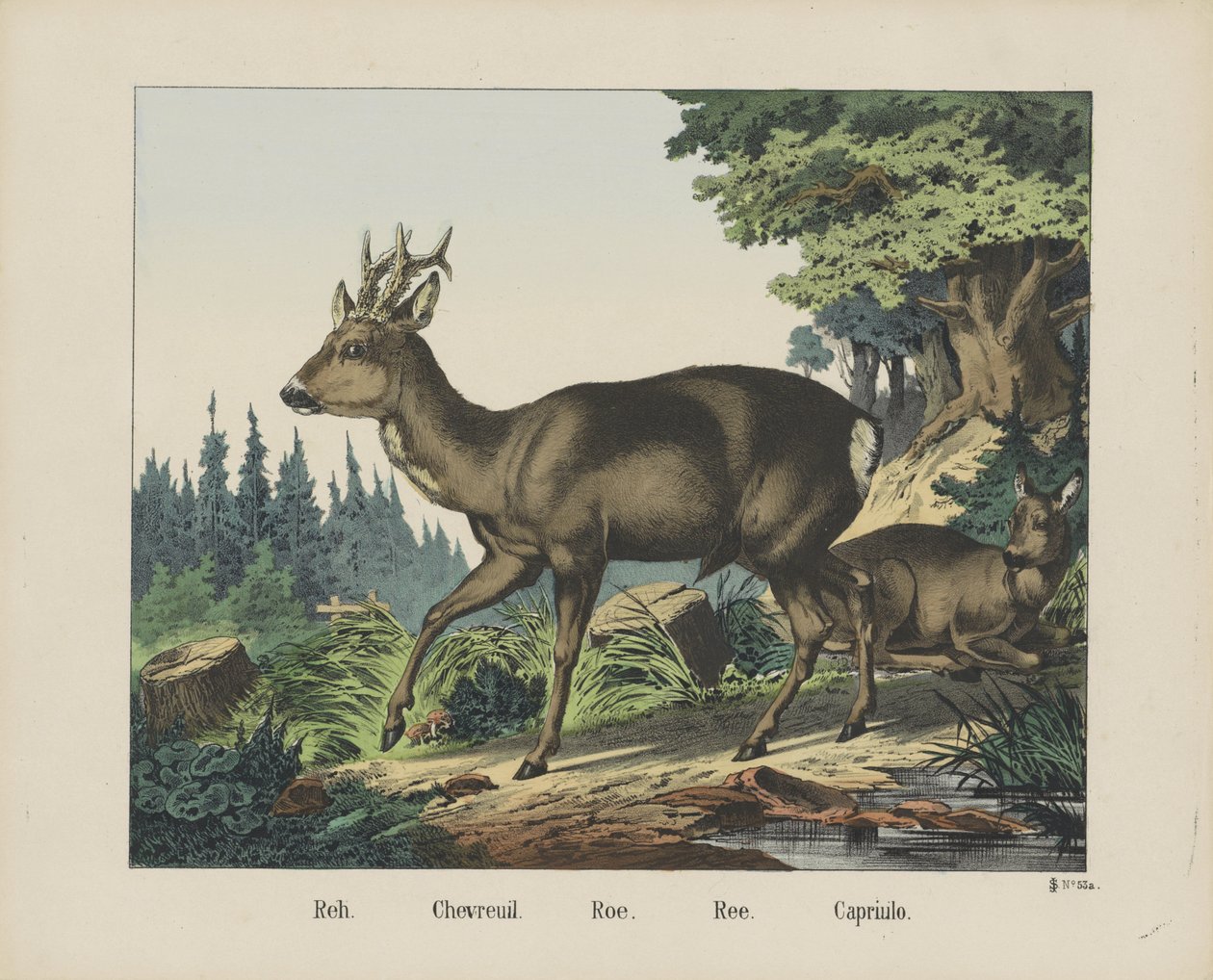 Reh. / Deer./Roe./Ree./Capriulo（物品上的标题） 作者 约瑟夫·舒尔茨公司