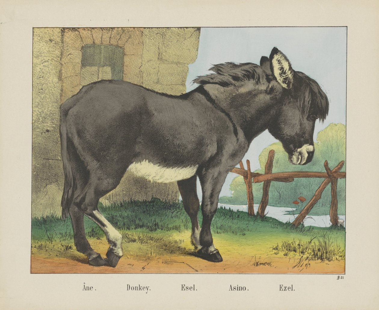 Âne./ Donkey./ Esel./ Asino./ Ezel（物名） 作者 约瑟夫·舒尔茨公司