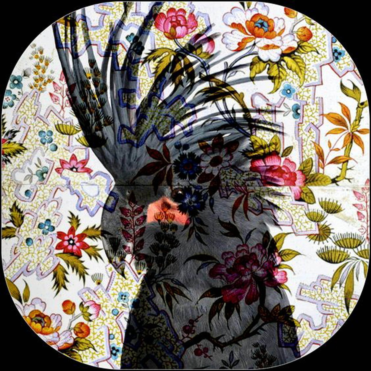 黑鹦鹉》，2017 年（摄影） 作者 琳达·亚瑟（Linda Arthur）