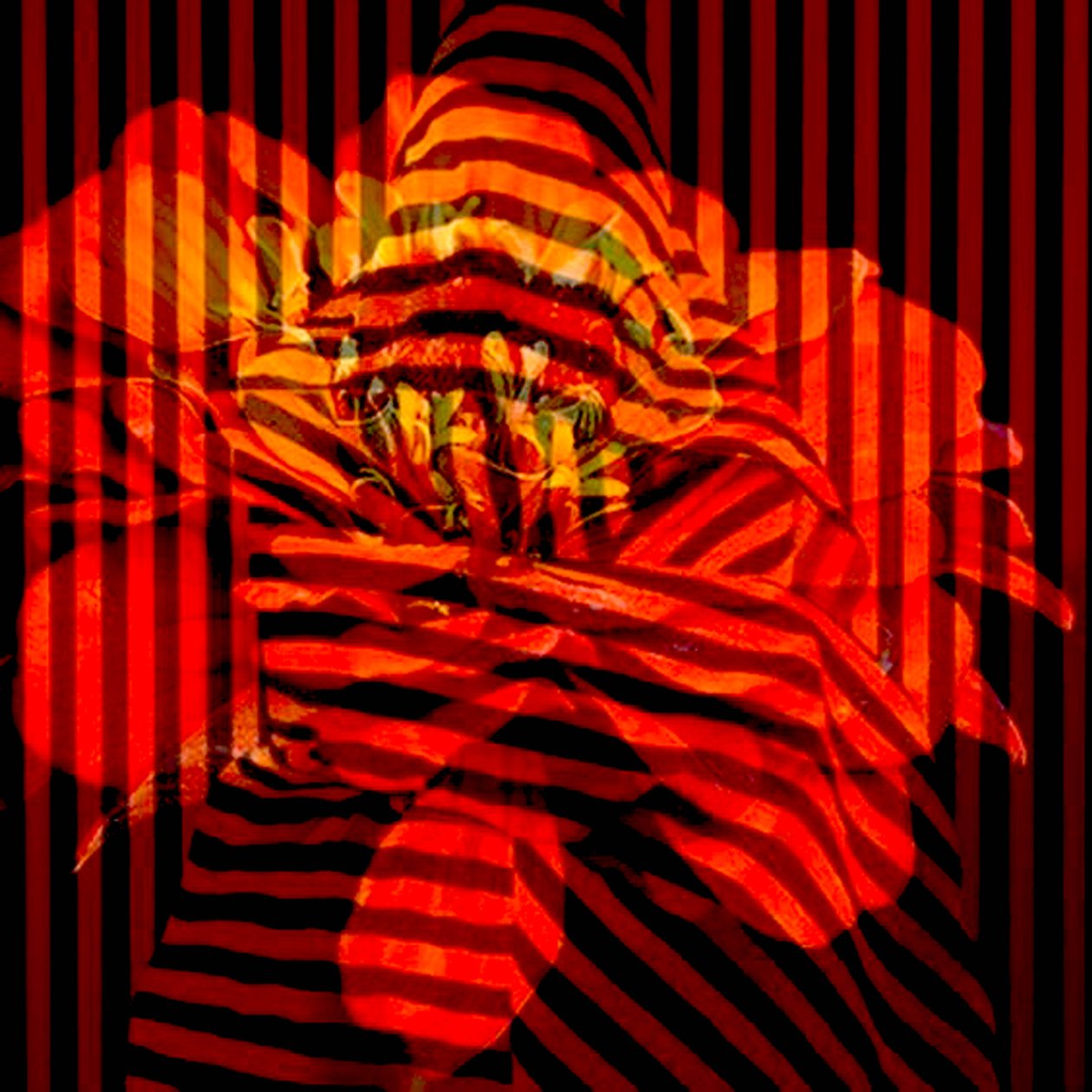 花朵拼贴画，2017（摄影） 作者 琳达·亚瑟（Linda Arthur）
