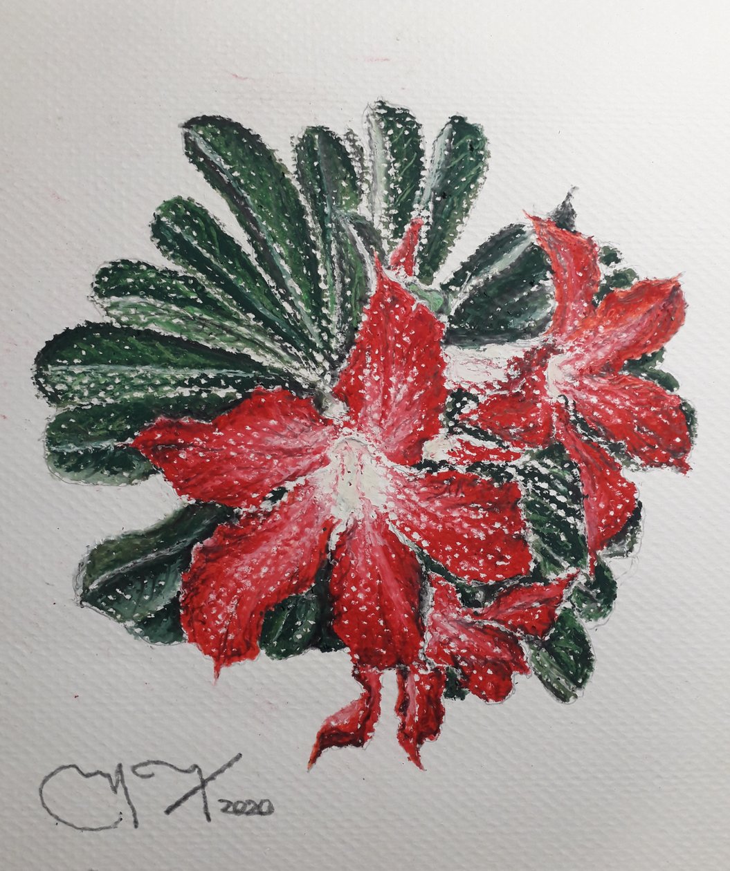 沙漠之花 作者 miguelmendez_art.ve