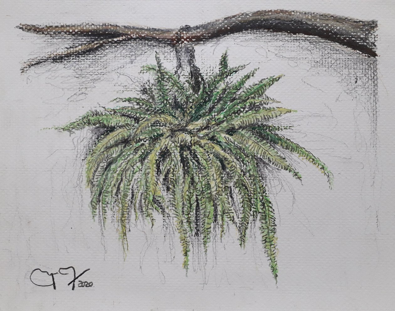 观赏植物 - 蕨类植物 作者 miguelmendez_art.ve