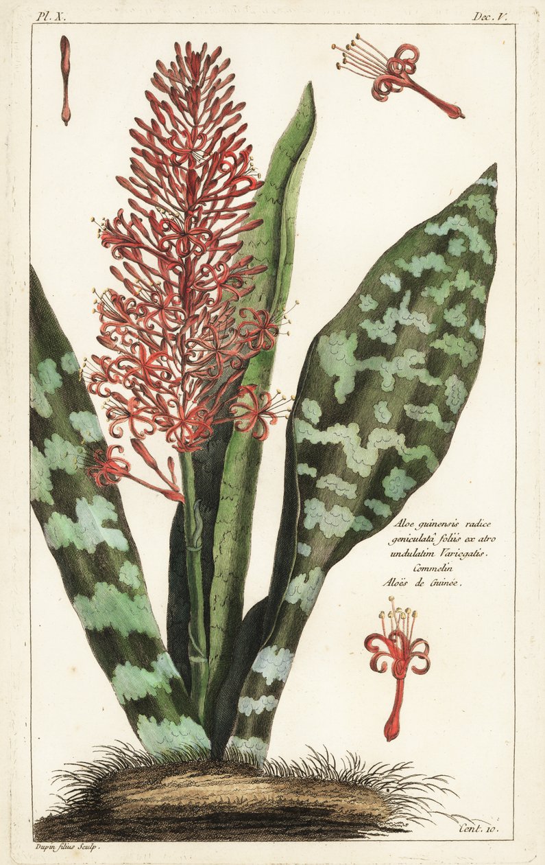 非洲弓弦麻，Sansevieria hyacinthoides 作者 小杜平