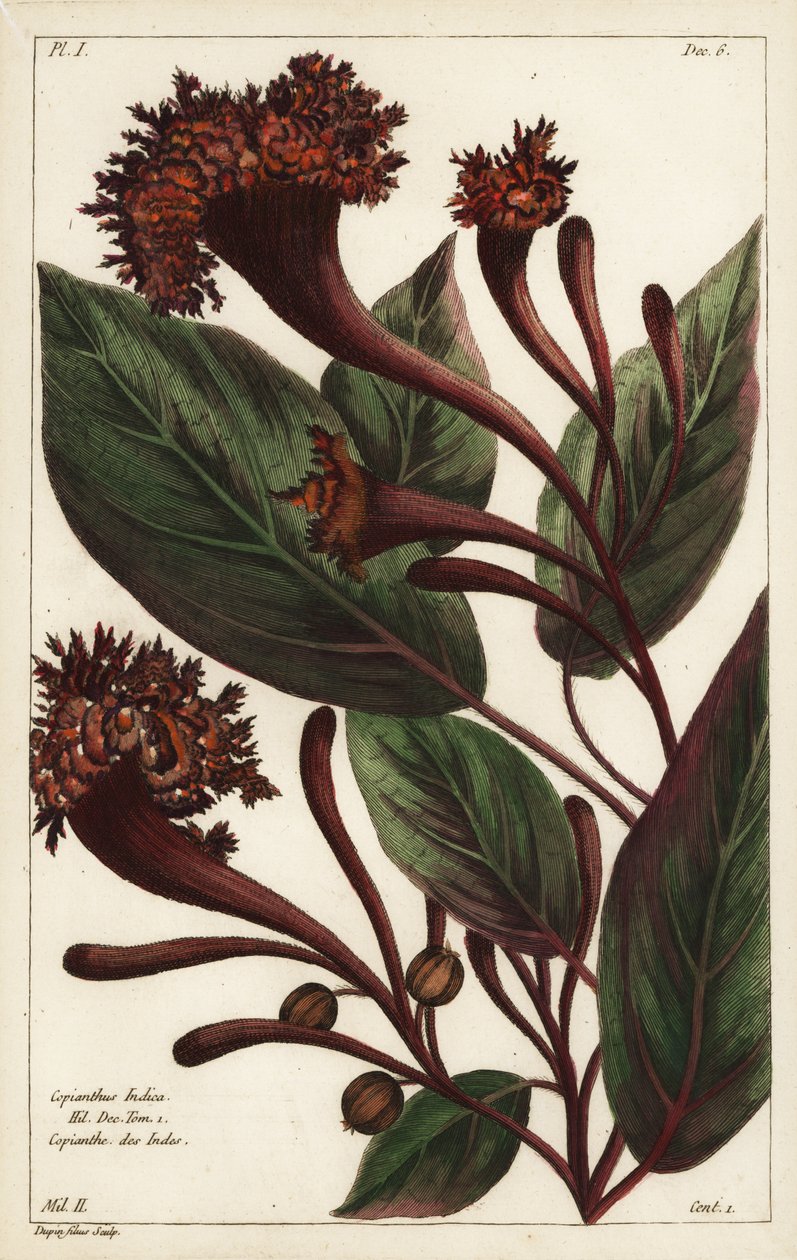 山茱萸灌木, Copianthus indica, Hil 作者 小杜平