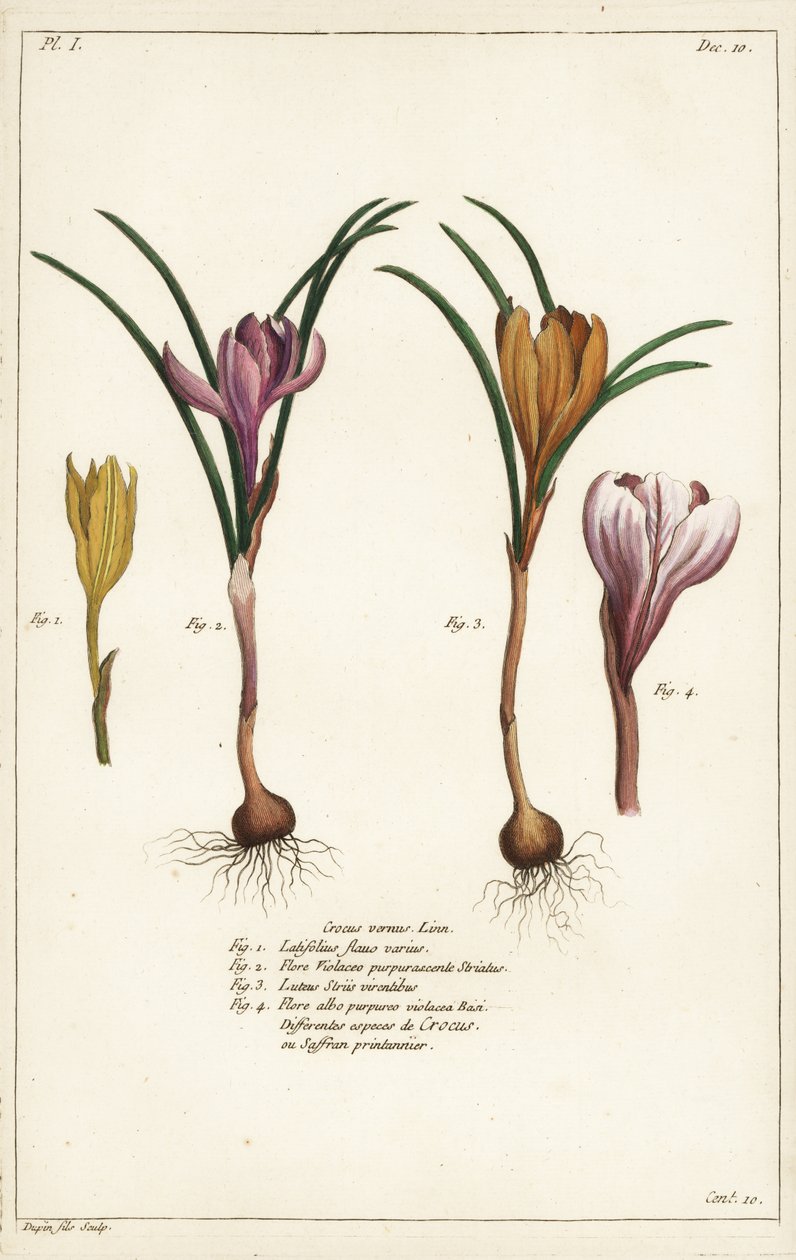 春黄菊的不同种类，Crocus vernus, Linn 作者 小杜平