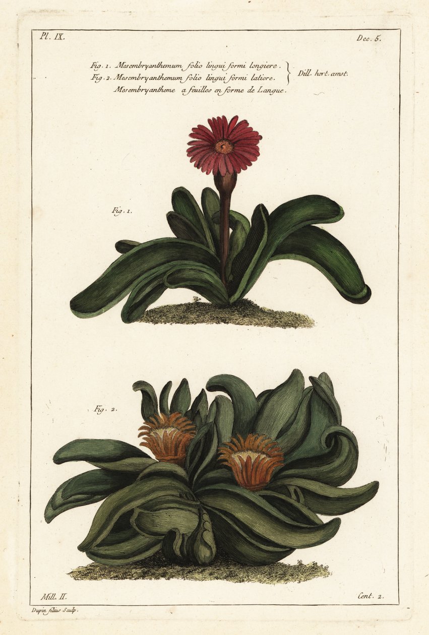 麋鹿植物， Rhombophyllum dolabriforme (Hatchet-leaved fig marigold, Mesembryanthemum dolabriforme) 作者 小杜平