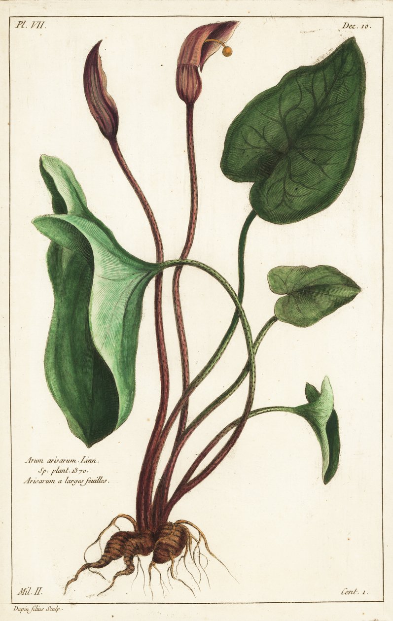 修士的头巾或拉鲁斯，Arisarum vulgare 作者 小杜平