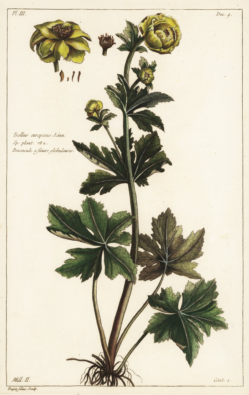 球状花，Trollius europaeus, Linn 作者 小杜平