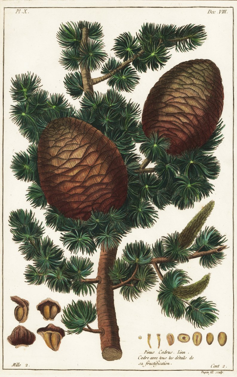 Lebanon cedar Cedrus libani Pinus cedrus Linn 作者 小杜平