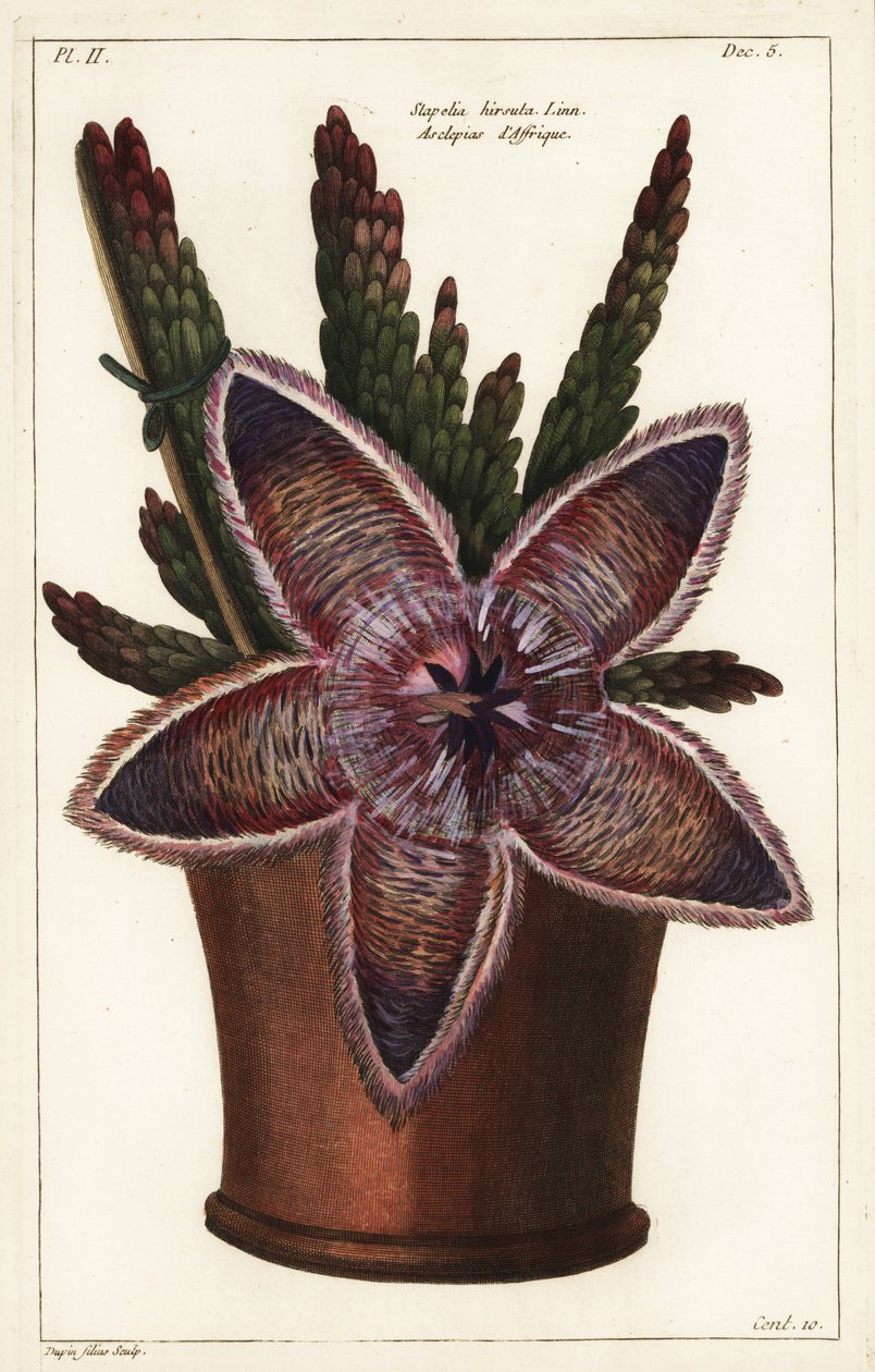 海星花或腐肉植物，Stapelia hirsuta Linn 作者 小杜平