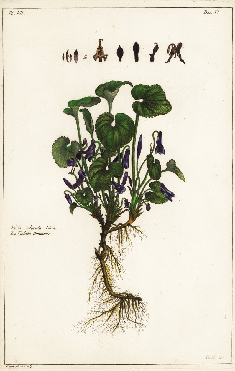 甜紫罗兰，Viola odorata，Linn 作者 小杜平