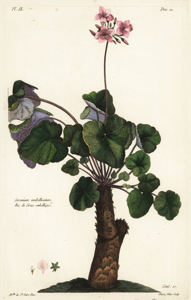 天竺葵的未解之种，Geranium umbellicatum 作者 小杜平