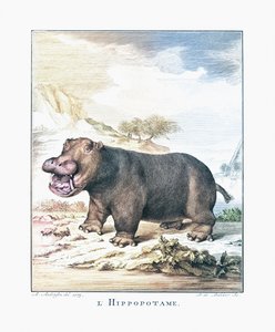 河马（Hippopotamus amphibius）