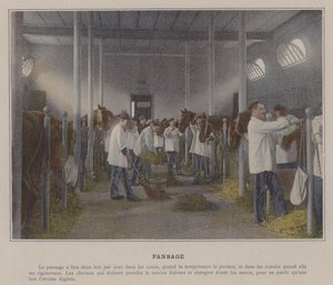 Pansage（彩色照片） 作者 （之后）法国摄影师