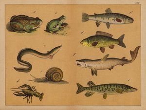 两栖动物、软体动物和鱼类（彩色石版画） 作者 （之后）德国学校