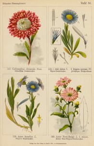 中国翠菊、阿尔卑斯翠菊、绣线菊、新比利时翠菊（彩色石版画） 作者 （之后）德国学校