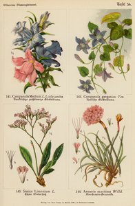 中型金钟罩、金钟罩、Statice Limonium、Armeria Maritima（彩色石版画） 作者 （之后）德国学校