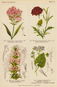 Centranthus Angustifolius, Scabiosa Atropurpurea, Morinia Longifolia, Ageratum Mexicanum, Ageratum Conyzodes, Ageratum Corymbosum (color litho) 作者 （之后）德国学校
