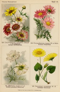 Chrysanthemum Carinatum、Chryshemum Roseum、Matricaria Inodora、Doronicum Caucasicum（彩色石版画） 作者 （之后）德国学校