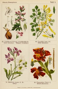 Corydalis cava, Corydalis solida, Corydalis lutea, Matthiola incana, Cheiranthus cheiri (color litho) 作者 （之后）德国学校