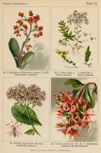 子叶（酢浆草）萱草、景天科景天属植物、亩景天属植物、景天科景天属植物、毛景天属植物（彩色石版画） 作者 （之后）德国学校