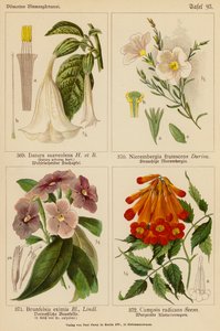 Datura Suaveolens, Nierembergia Frutescens, Brunfelsia Eximia, Campsis Radicans (colour litho) 作者 （之后）德国学校