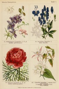 Delphinium Consolida, Aconitum Napellus, Paeonia Tenuifolia, Epimedium Macranthum F Violaceum, Epimedium Youngianum (color litho) 作者 （之后）德国学校