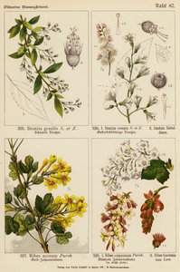 Deutzia Gracilis、Deutzia Crenata、Deutzia Sieboldiana、Ribes Aureum、Ribes Sanguineum、Ribes Gordonianum（彩色石版画）