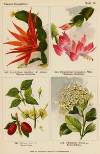 Epiphyllum Gaertneri、Epiphyllum Truncatum、Cornus Mas、Viburnum Tinus（彩色石版画） 作者 （之后）德国学校