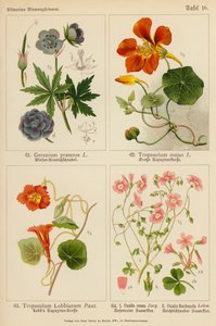 天竺葵（Geranium Pratense）、天竺葵（Tropaeolum Majus）、天竺葵（Tropaeolum Lobbianum）、酢浆草（Oxalis Rosea）、酢浆草（Oxalis Floribunda）（彩色石版画 作者 （之后）德国学校
