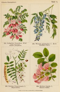 Indigofera Gerardiana、Wistaria Polystachya、Robinia Pseud-Acacia、Robinia Hispida（彩色石版画） 作者 （之后）德国学校