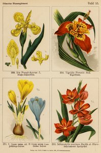 鸢尾花（假鸢尾）、蝶形花（Tigridia Pavonia）、番红花（Crocus Vernus）、番红花（Crocus Aureus）、五味子（Schizostylis Coccinea）（彩色石版画 作者 （之后）德国学校