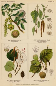 Juglans Regia、Betula Pendula、Alnus Glutinosa、Corylus Avellana（彩色石版画） 作者 （之后）德国学校