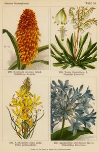 Kniphofia Aloodes、Yucca Filamentosa、Asphodeline Lutea、Agapanthus Umbellatus（彩色石版画） 作者 （之后）德国学校