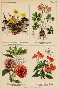Oxalis Corniculata, Oxalis Deppei, Impatiens Balsamina, Impatiens Sultani (color litho) 作者 （之后）德国学校