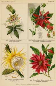 西番莲、西番莲、大花芹菜、昙花（彩色石版画） 作者 （之后）德国学校