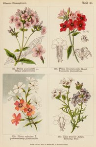 Phlox Paniculata、Phlox Drummondii、Phlox Subulata、Gilia Tricolor（彩色石版画） 作者 （之后）德国学校