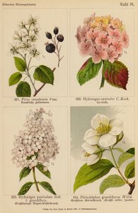 Pirus Canadensis、绣球花 Opulodes、绣球花 Paniculata、Philadelphus Grandiflorus（彩色石版画） 作者 （之后）德国学校