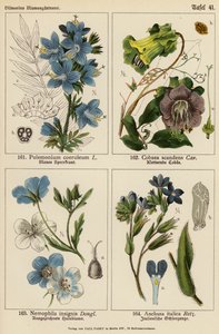 Polemonium Coeruleum、Cobaea Scandens、Nemophila Insignis、Anchusa Italica（彩色石版画） 作者 （之后）德国学校