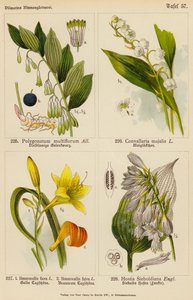Polygonatum Multiflorum、Convallaria Majalis、Hemerocallis Flava、Hemerocallis Fulva、Hostia Sieboldiana（彩色石版画） 作者 （之后）德国学校