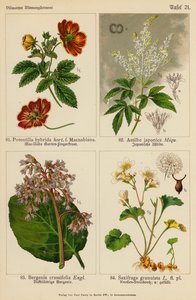杂交马齿苋、日本天人菊、山银花、大叶虎耳草（彩色石版画） 作者 （之后）德国学校