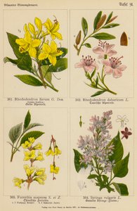 黄花杜鹃、白花杜鹃、悬铃木连翘、月季（彩色石版画） 作者 （之后）德国学校